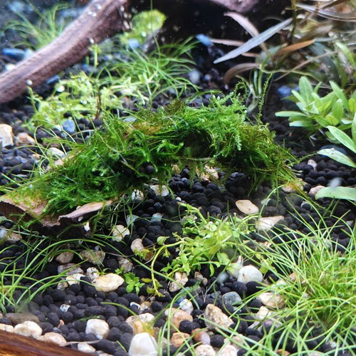 Christmas Moss aquarium plant on wood, new, 8 cm