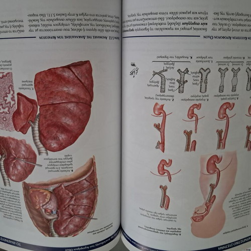 Atlas of Basic Medical Sciences 2 Embryology of the Human, like new