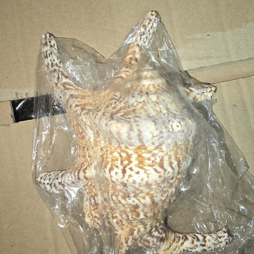 Natural Lambis Harpago Chiragra seashell used, coastal decor