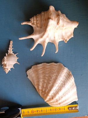 Τρία κοχύλια μεταχειρισμένα, ελαφρώς ατελή