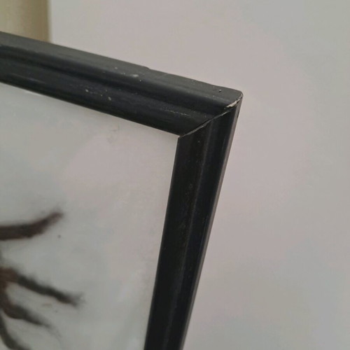 Spider tarantula in black frame with glass 22x22cm like new
