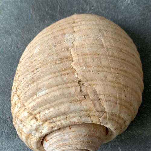 Large shell used