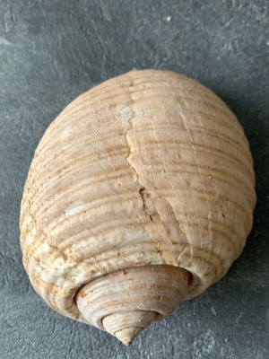 Large shell used