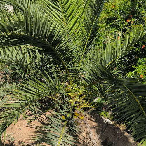 Canary date palms new, set of two