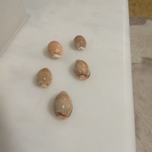 Cypraeidae shells like new, pack of 5, Ionian Sea
