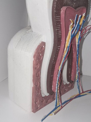 Ανατομία δοντιού καινούργια, διαστάσεις 15,5x10x10 εκ