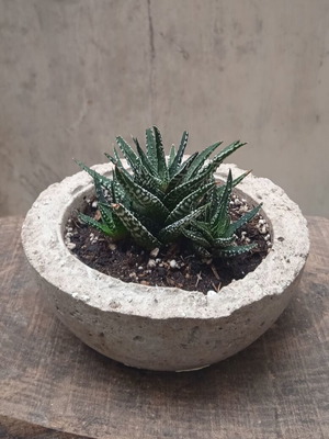 Παχύφυτο Haworthia Fasciata σε γλαστράκι Hypertufa καινούργιο