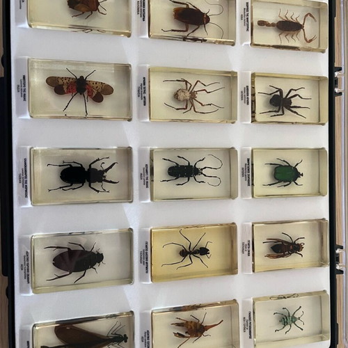 Insect collection like new with issues
