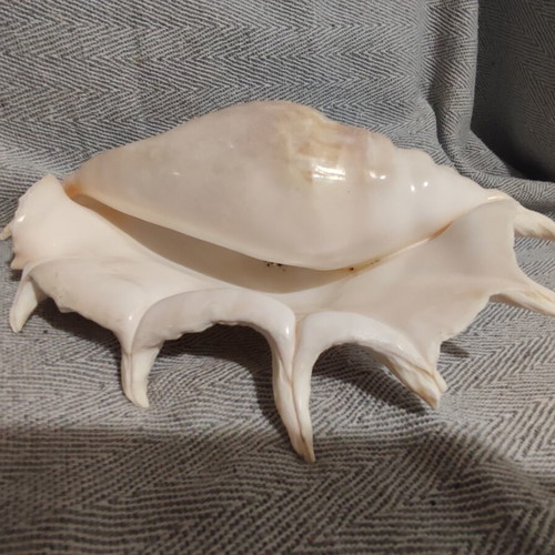 Lambis Truncata shell new, 29 cm length