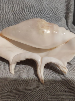 Lambis Truncata shell new, 29 cm length