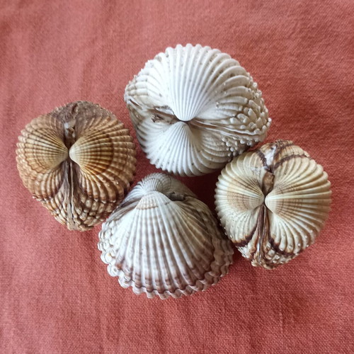 Natural Double Cockle Shells Set of 4 Acanthocardia, like new