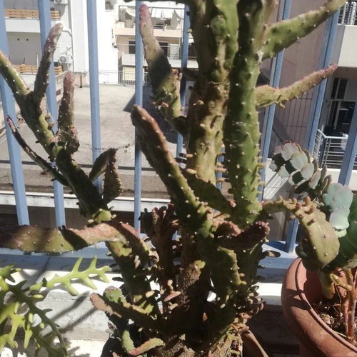 Opuntia Jamaicensis cactus used with pot
