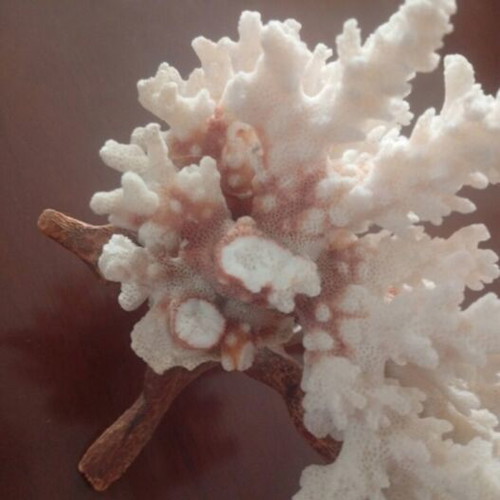 Natural coral Pocillopora verrucosa on driftwood base, like new
