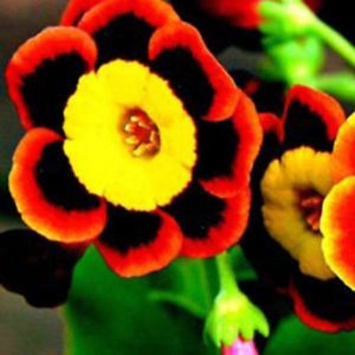 25 Seeds Tricolor Rare Petunia Exotic Flowering