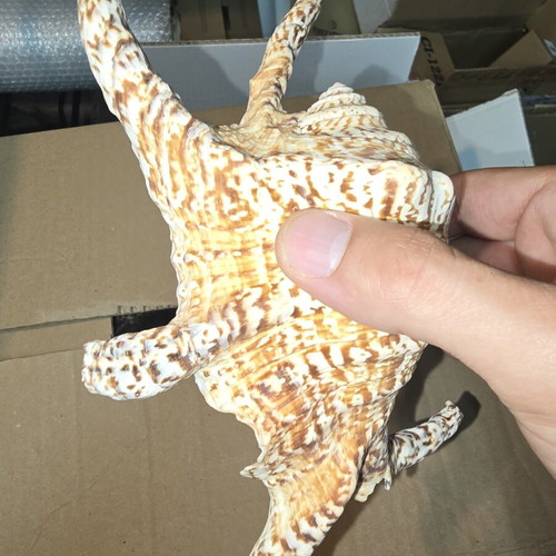 Natural Lambis Harpago Chiragra seashell used, coastal decor