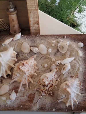 Set of 5 large natural seashells Murex and Lambis like new