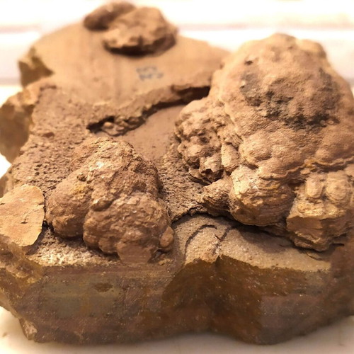Silicified Hemispherical Stromatolite from Brazil, Precambrian