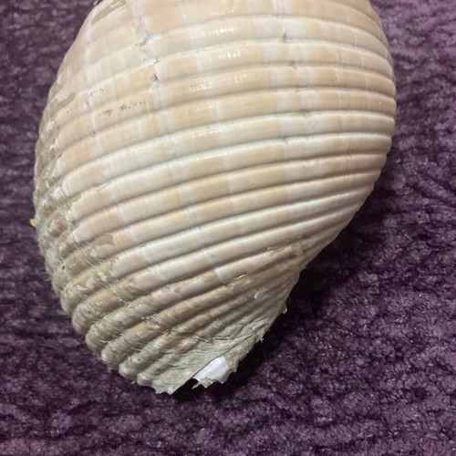 Large shell used, decorative, 15 centimeters