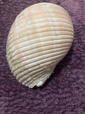 Large shell used, decorative, 15 centimeters