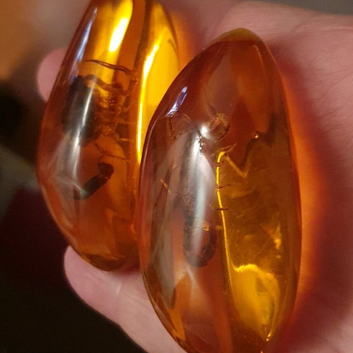 Decorative items with scorpion in resin, new, set of 2 pieces