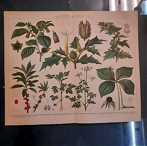 γκραβούρα με φυτά έγχρωμη δεκαετίας του 1880 γερμανική