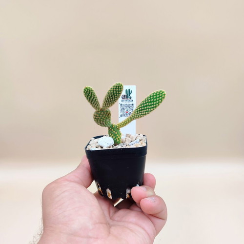 Opuntia microdasys cactus in plastic pot new