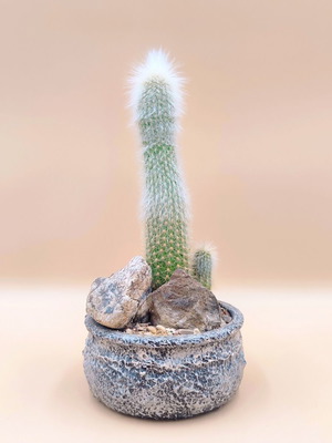 Cleistocactus strausii cactus in handmade pot new