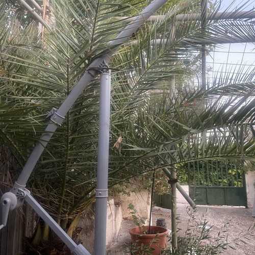 Palm tree in barrel, new
