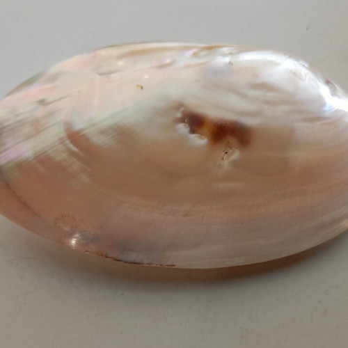 Mother of pearl shell used, lightweight, decorative
