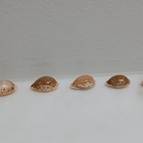 Cypriot Spurca shells new, sizes 30, 28, 26, 24, 23 mm
