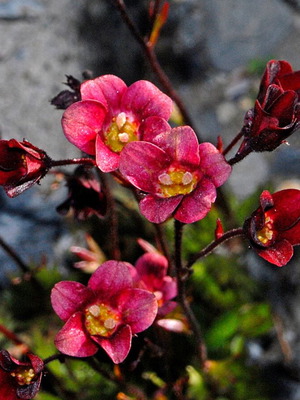 Saxifrage Arendsii plant seeds, pink rock garden