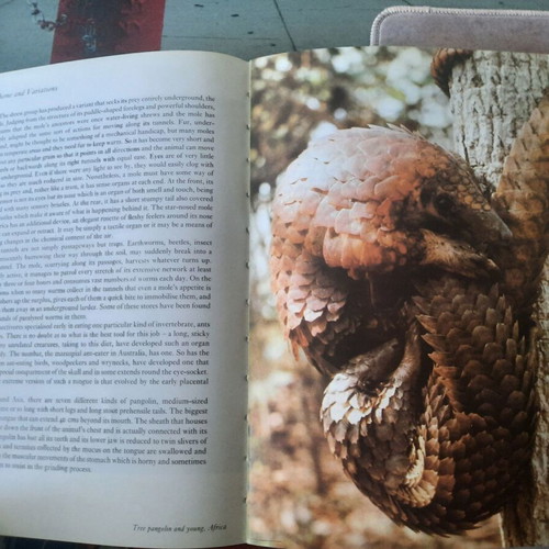 Life on Earth by David Attenborough hardcover used, English