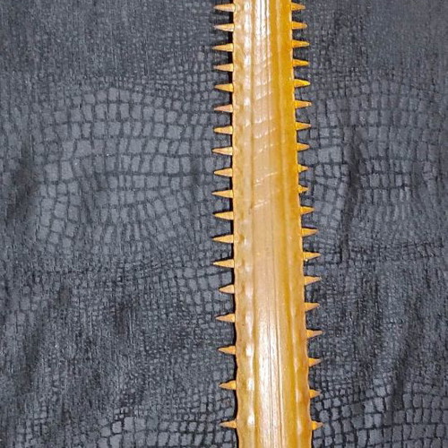 Sawfish rostrum used 93 cm