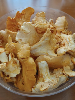 Dried Cantharellus Cibarius Chanterelles in Glass Jar