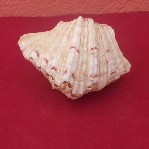 Clam shell pair, 8×12 cm