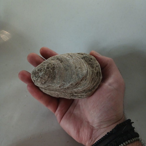 Fossils like new, coral and ancient shell