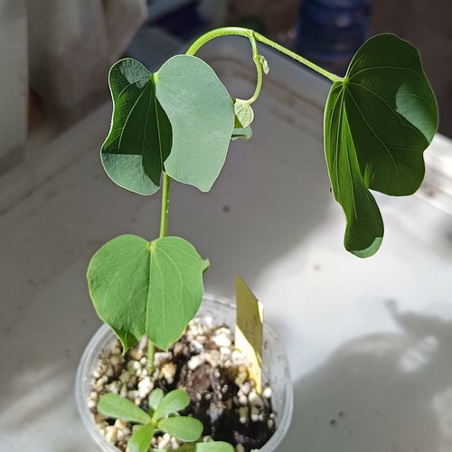Bauhinia purpurea Purple Orchid Tree new plant
