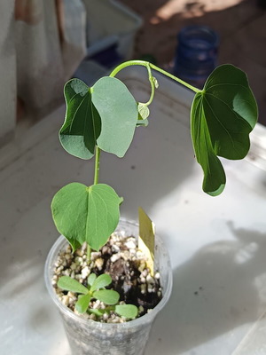 Bauhinia purpurea Purple Orchid Tree new plant