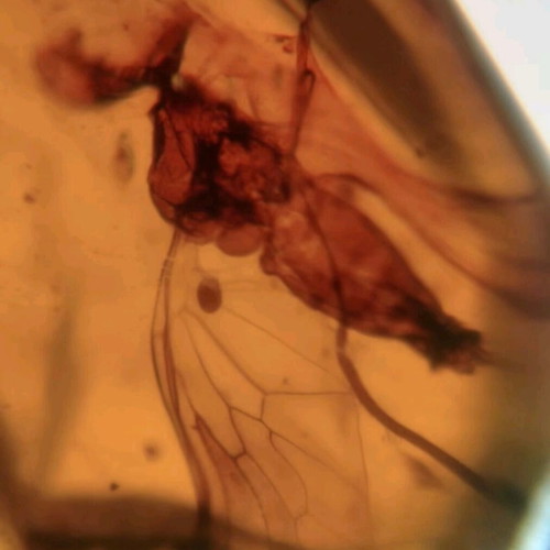 Amber pieces new, pack of 10 with fossilized insects and leaves