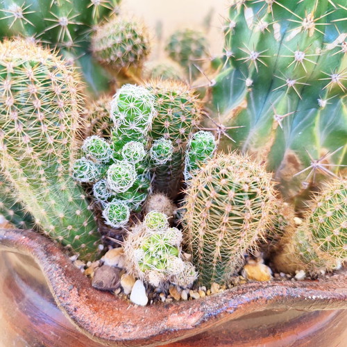 Cactus arrangement in ceramic pot new