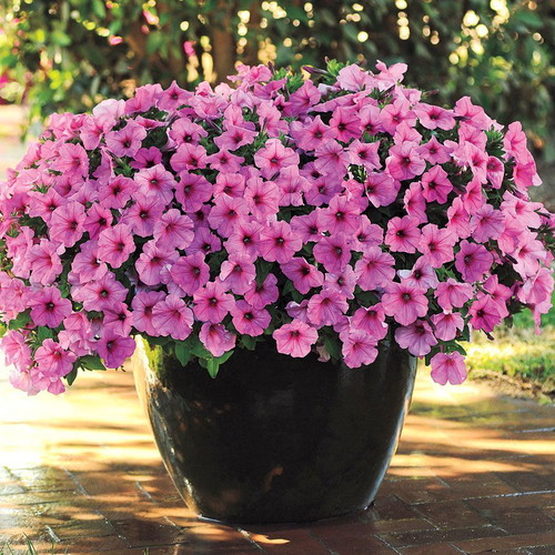 25 Pink Petunia Flowering Plant Seeds, Fast Growing