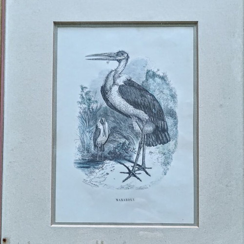 Set of 3 vintage bird engravings, 2 framed