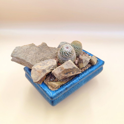 Mammillaria cacti in ceramic pot new