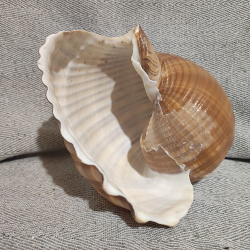 Tonna Galea seashell new