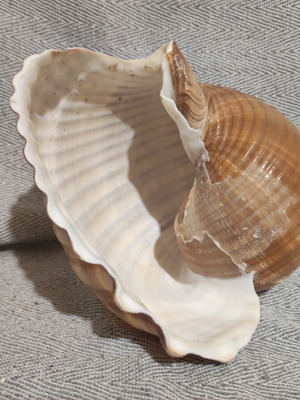 Tonna Galea seashell new