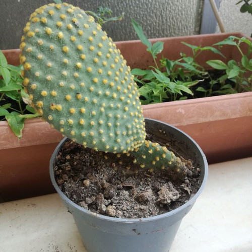 Opuntia microdasys Yellow cactus like new