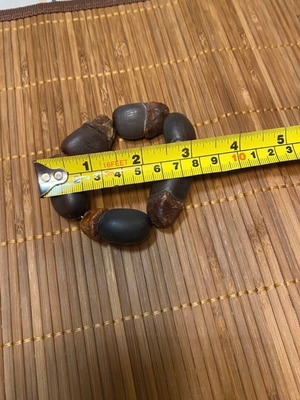 Bracelet made of oak nuts new, brown