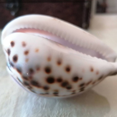 Small Shell #3 Lefkada like new