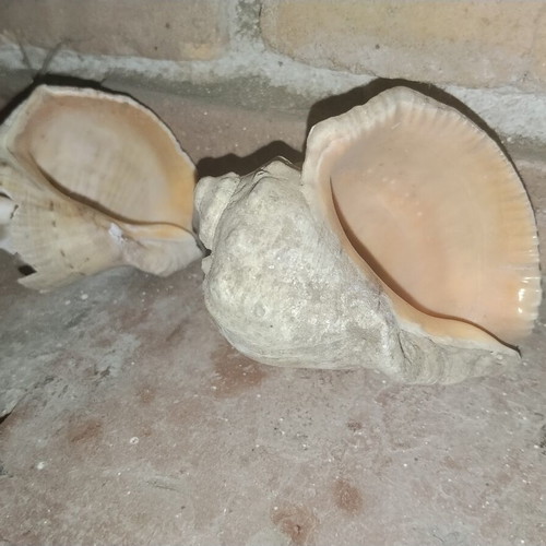 Large vintage natural sea shells Rapana from Black Sea, set of 2