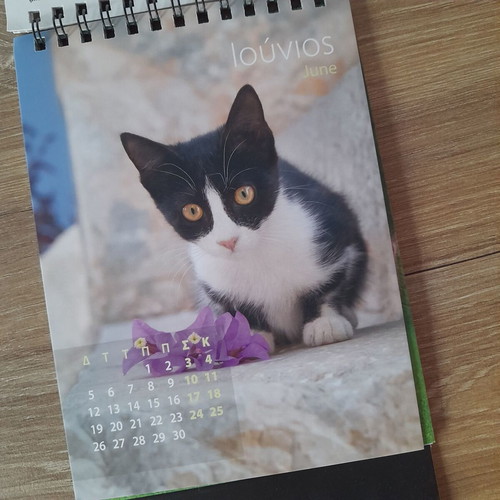 Calendar 2023 "Kittens" new, size 12x17cm